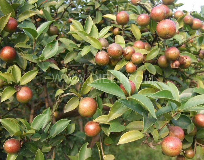 茶籽油壓榨設備認準企鵝機械，性能穩定操作便利(圖1)